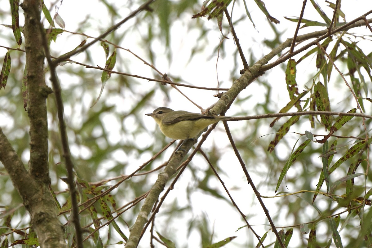 Philadelphia Vireo - ML623989670