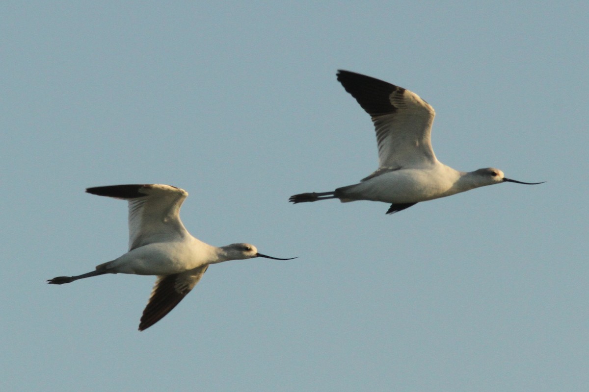 American Avocet - ML623989673