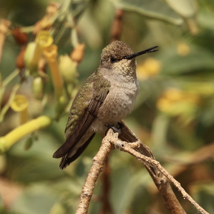 Black-chinned Hummingbird - ML623989682