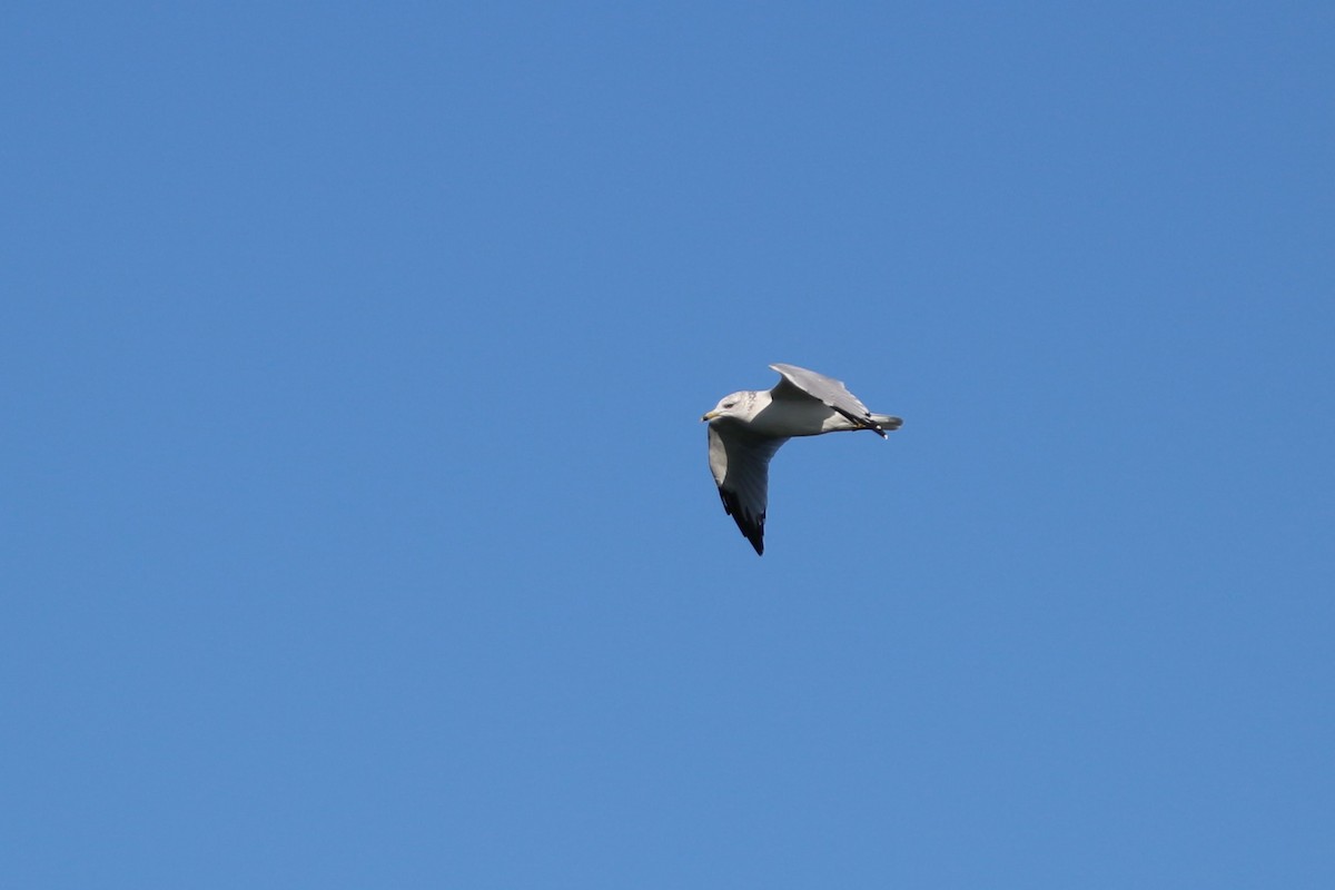 Ring-billed Gull - ML623989737