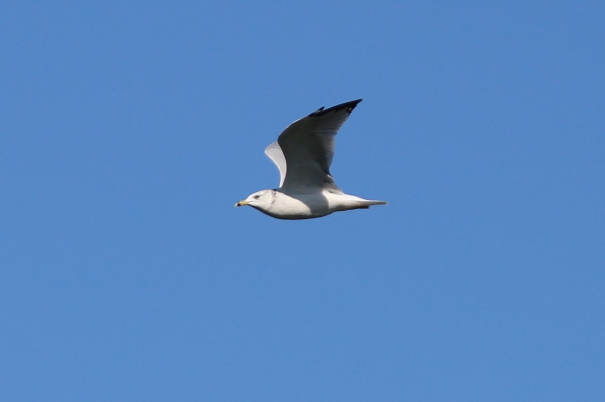 Ring-billed Gull - ML623989739