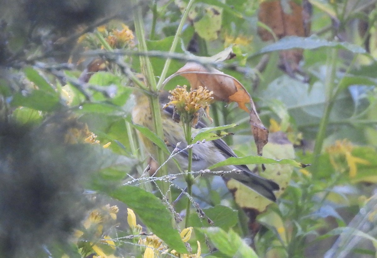 Bay-breasted Warbler - Patty McQuillan