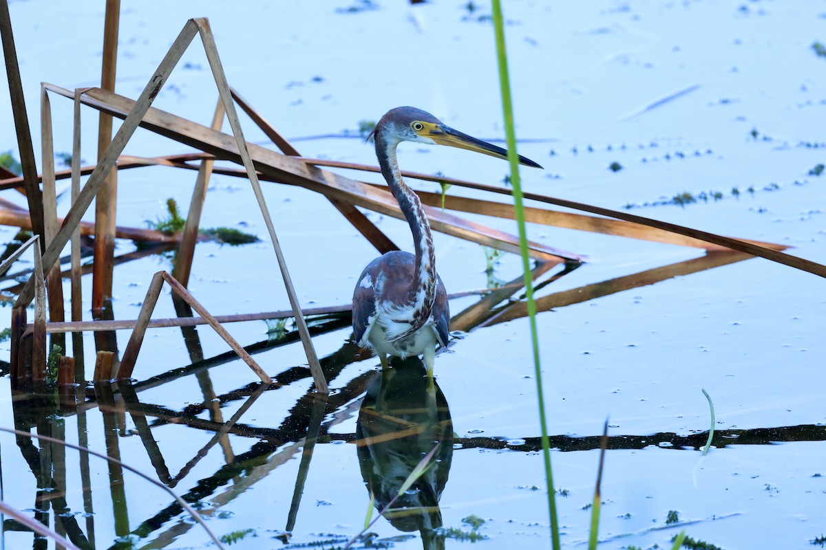 Tricolored Heron - ML623989746