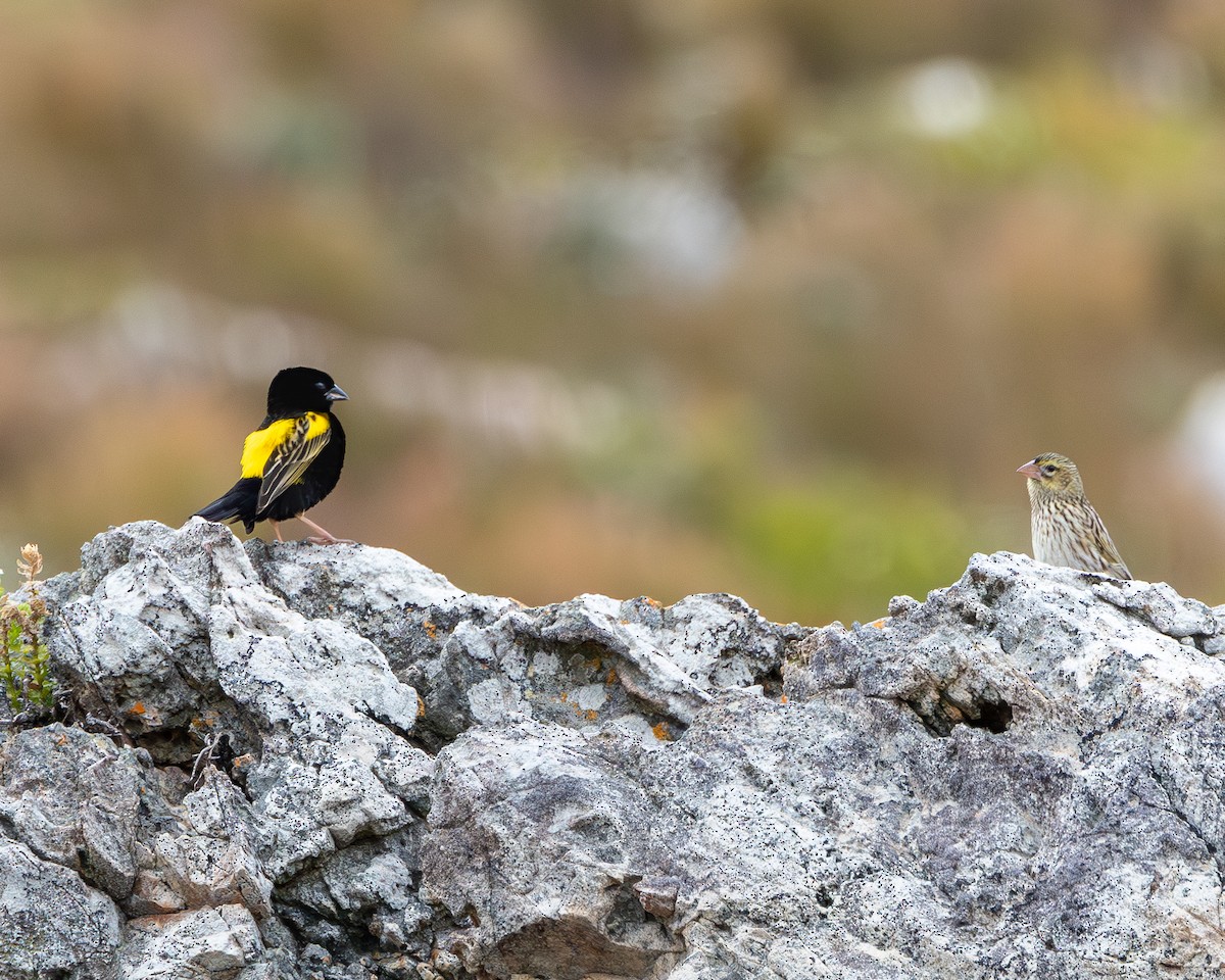 Yellow Bishop - ML623989751