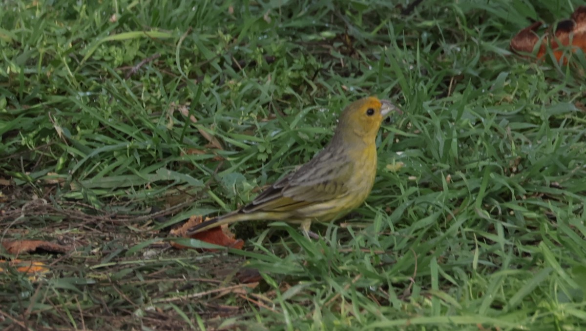 Saffron Finch - ML623989778