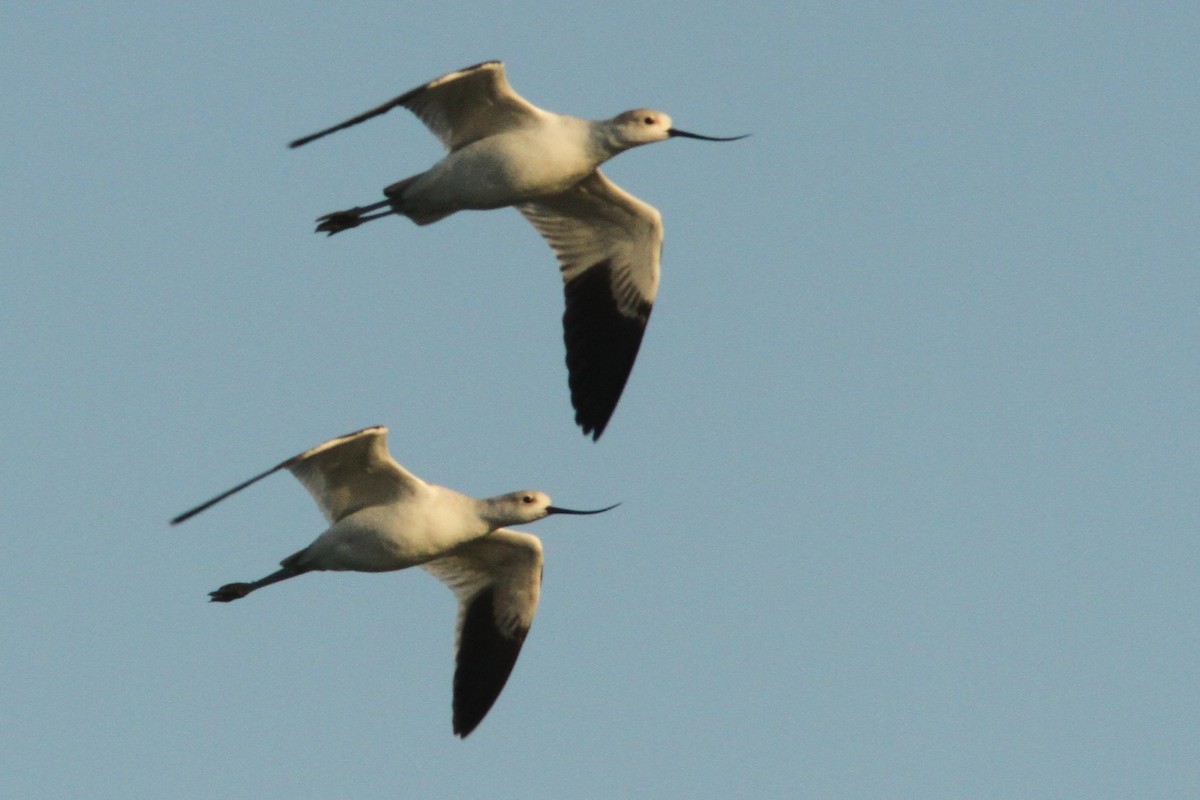 American Avocet - ML623989803