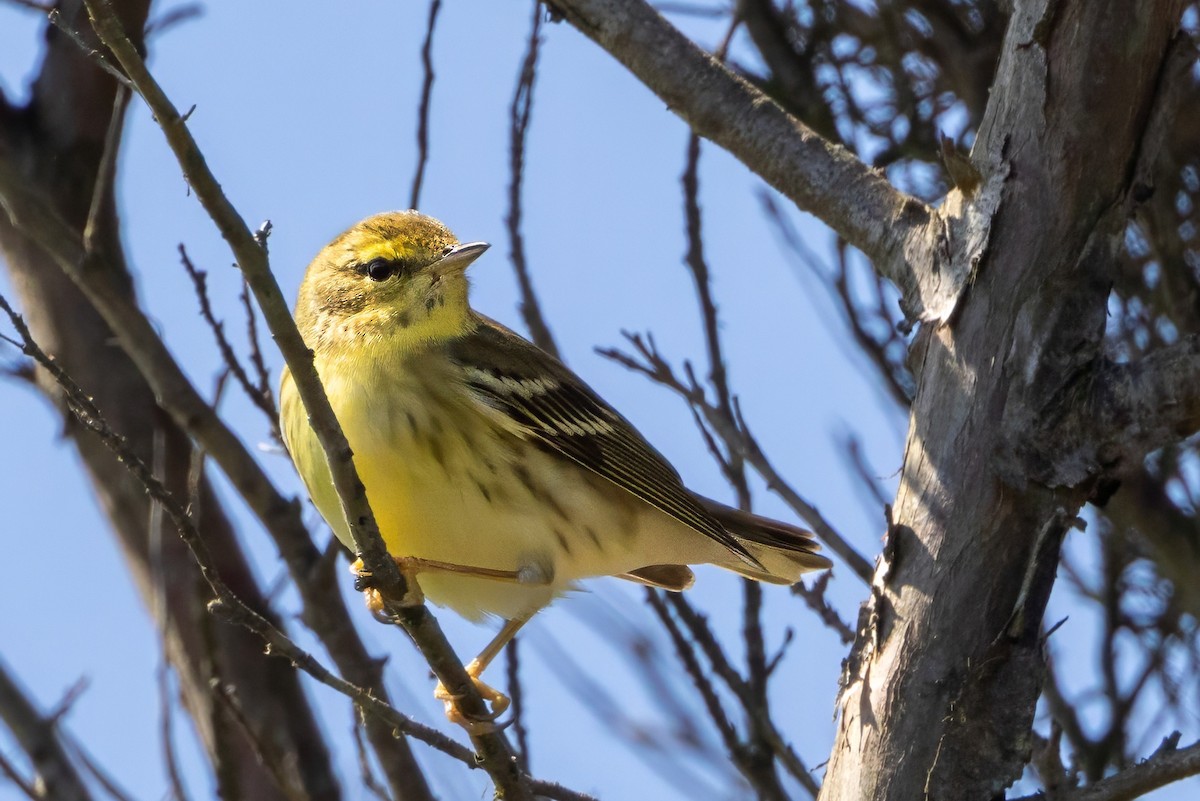 Blackpoll Warbler - ML623989808