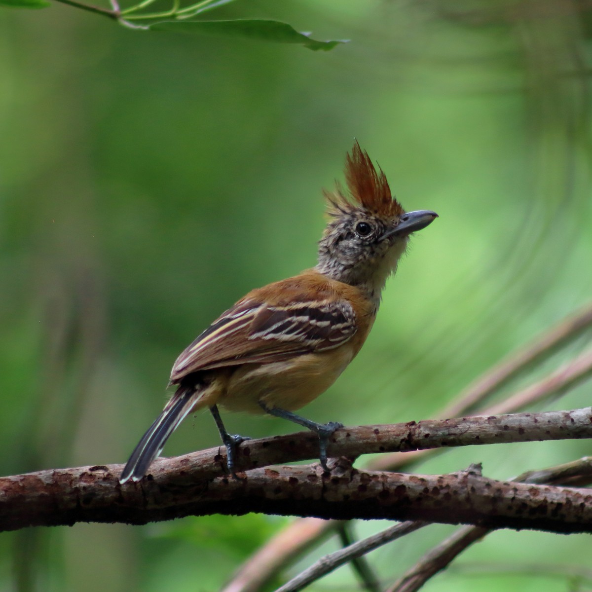 Black-crested Antshrike - ML623989810