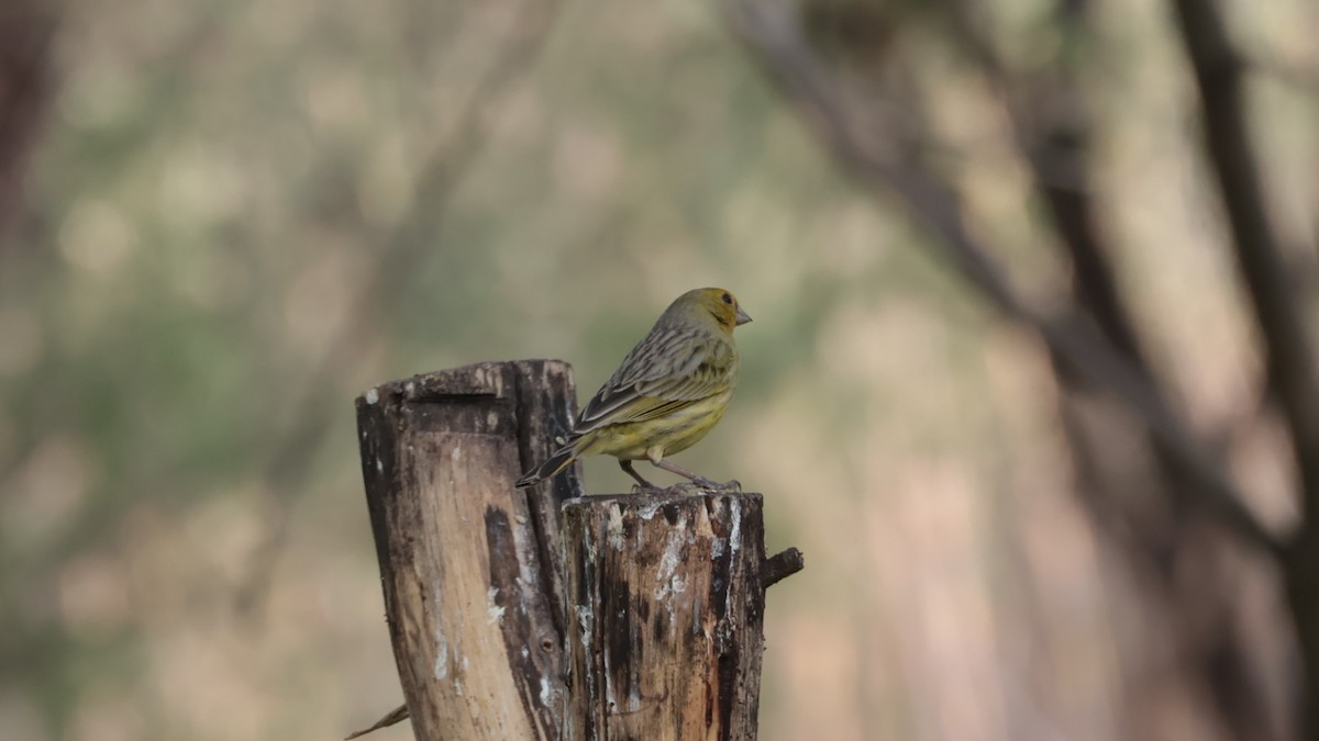 Saffron Finch - ML623989811