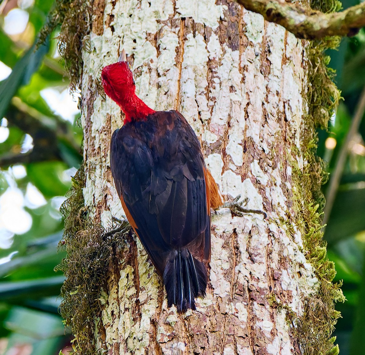 Red-necked Woodpecker - ML623989824