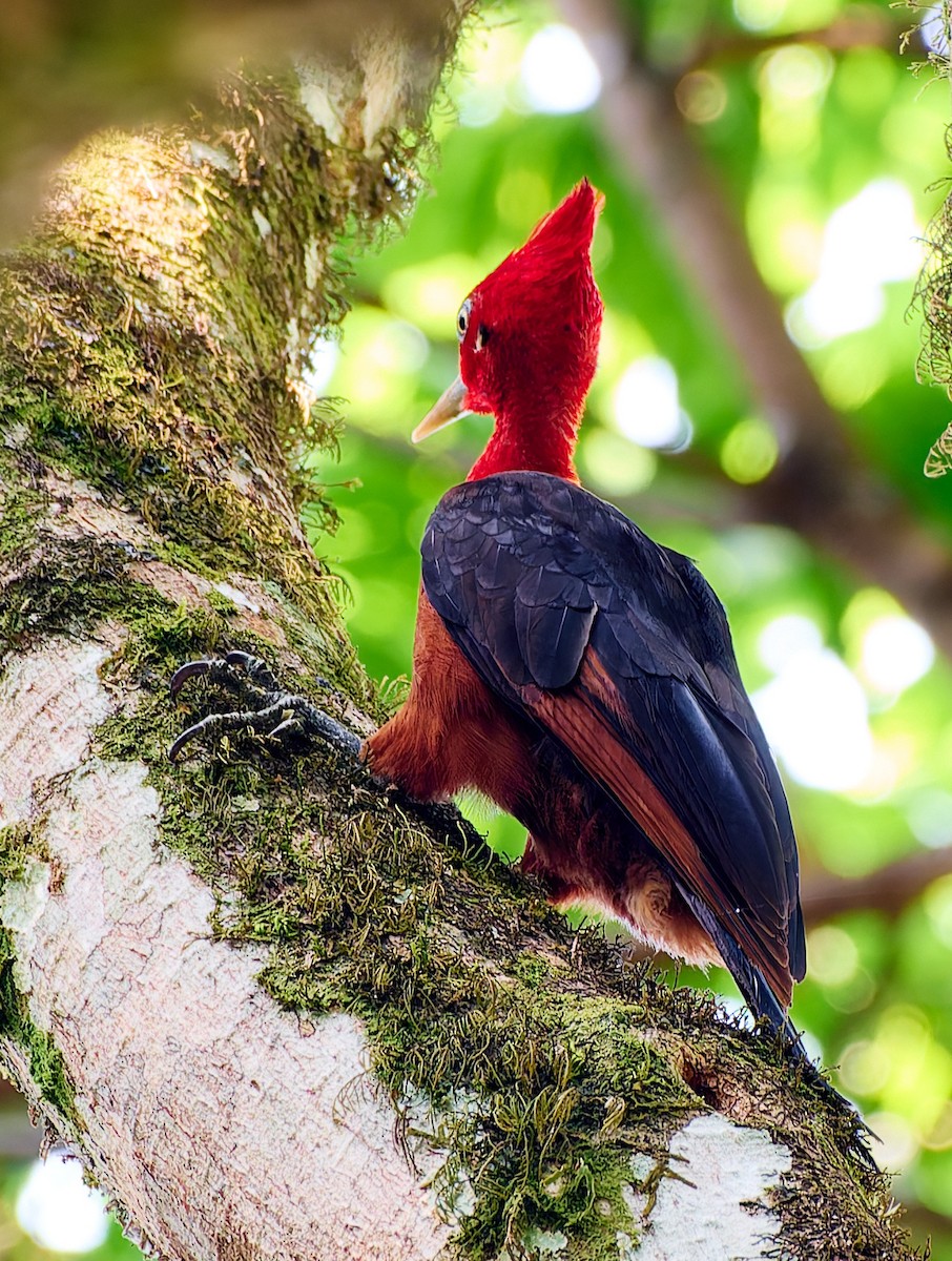 Red-necked Woodpecker - ML623989827