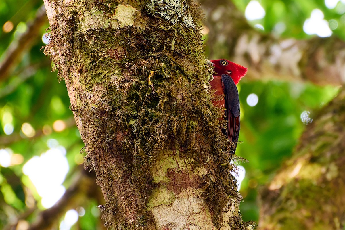 Red-necked Woodpecker - Tomáš Grim