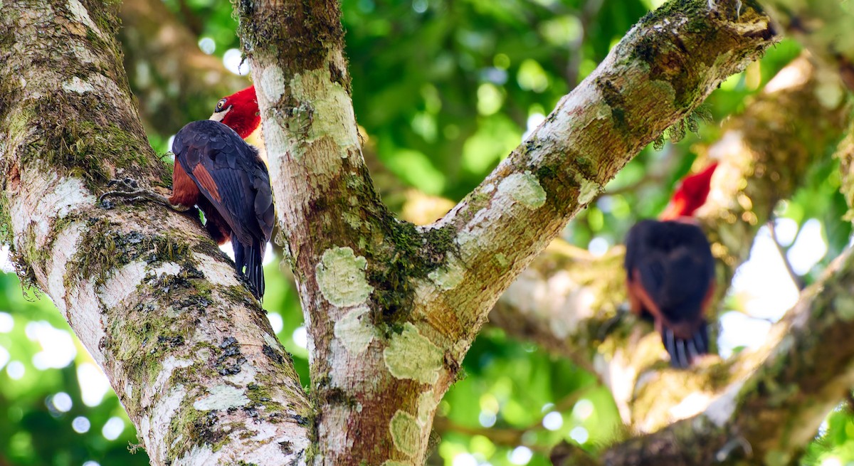 Red-necked Woodpecker - ML623989831