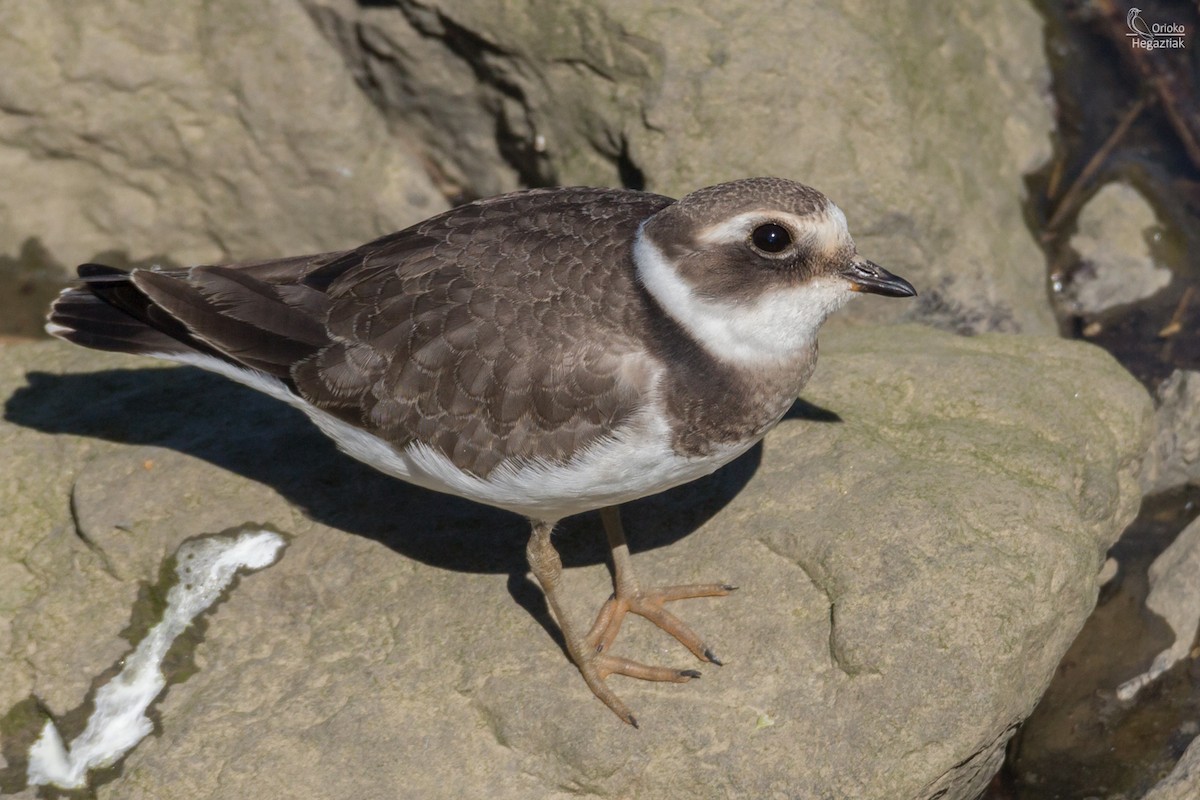 Common Ringed Plover - Alain Britt