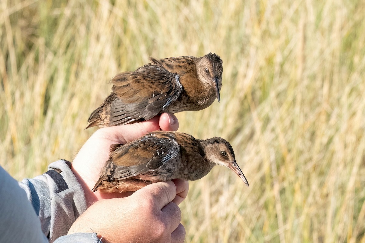 Усны түнжүүр - ML623989842