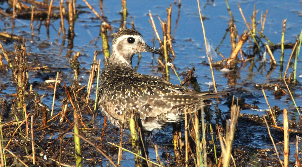 American Golden-Plover - ML623989859