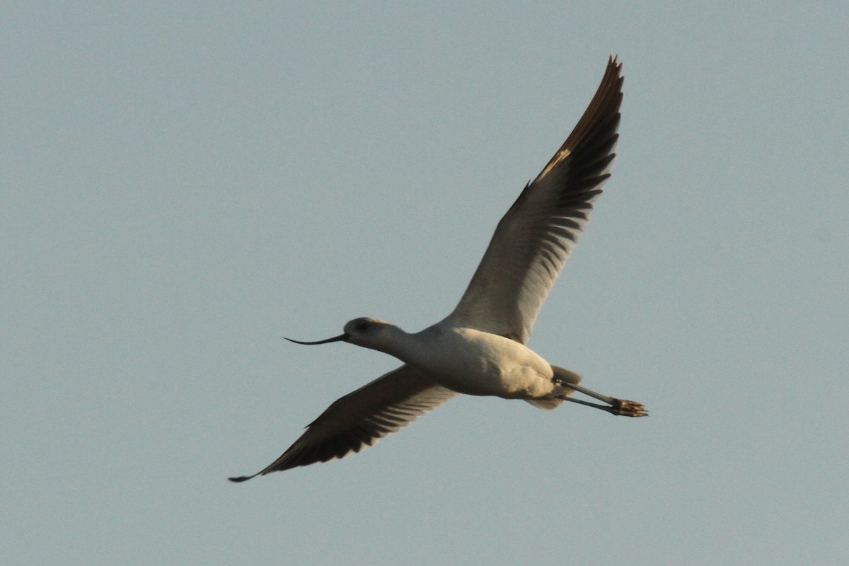 American Avocet - ML623989864