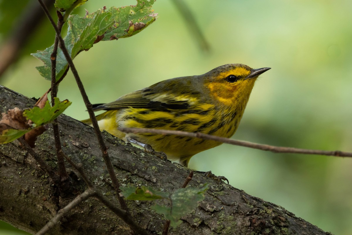 Cape May Warbler - Kees de Mooy