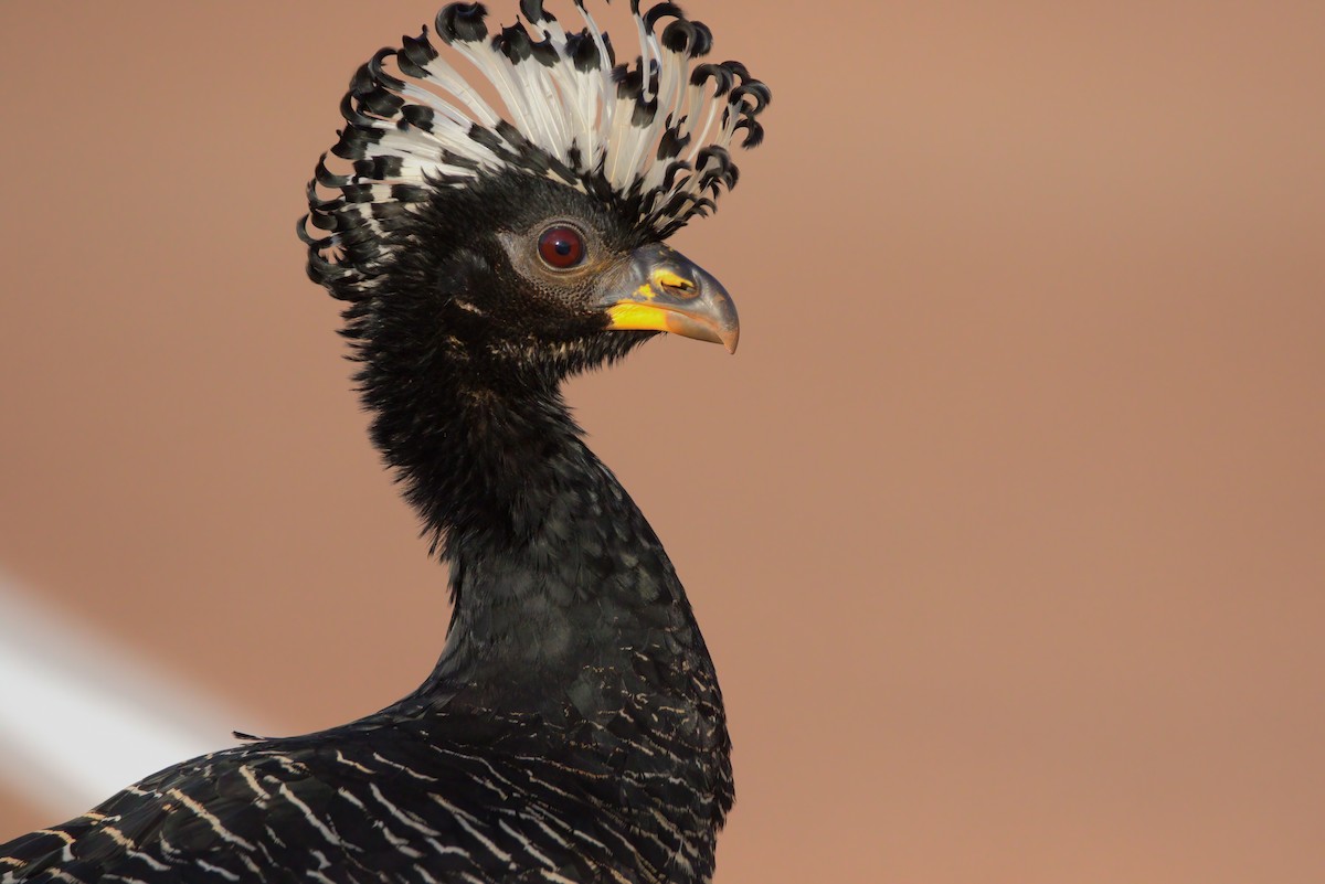 Bare-faced Curassow - ML623989893