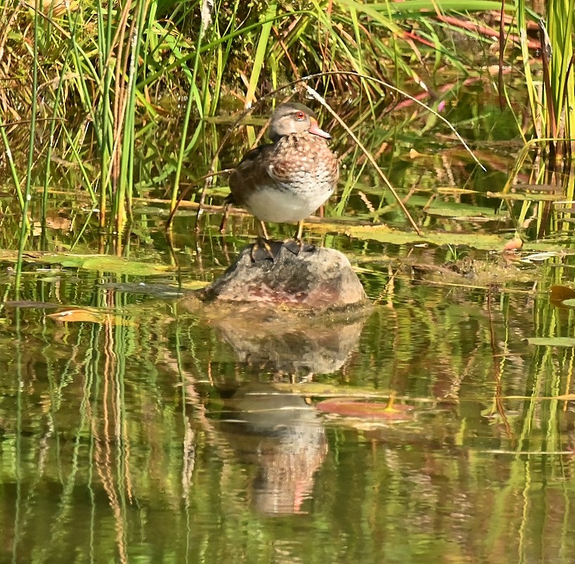 Wood Duck - ML623989900