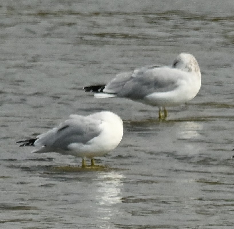 Ring-billed Gull - ML623989929