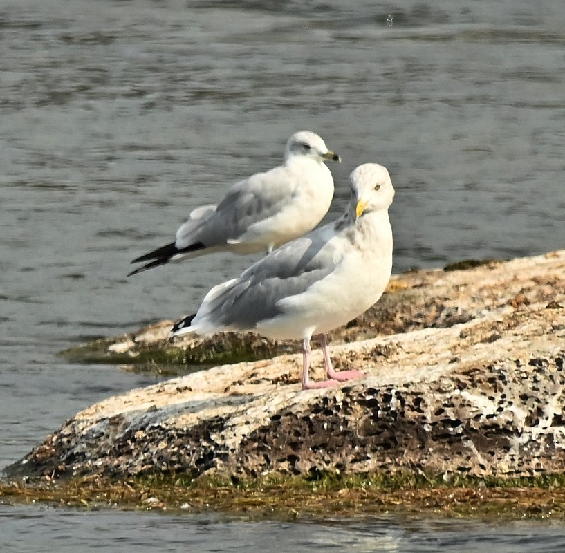 Herring Gull - ML623989943