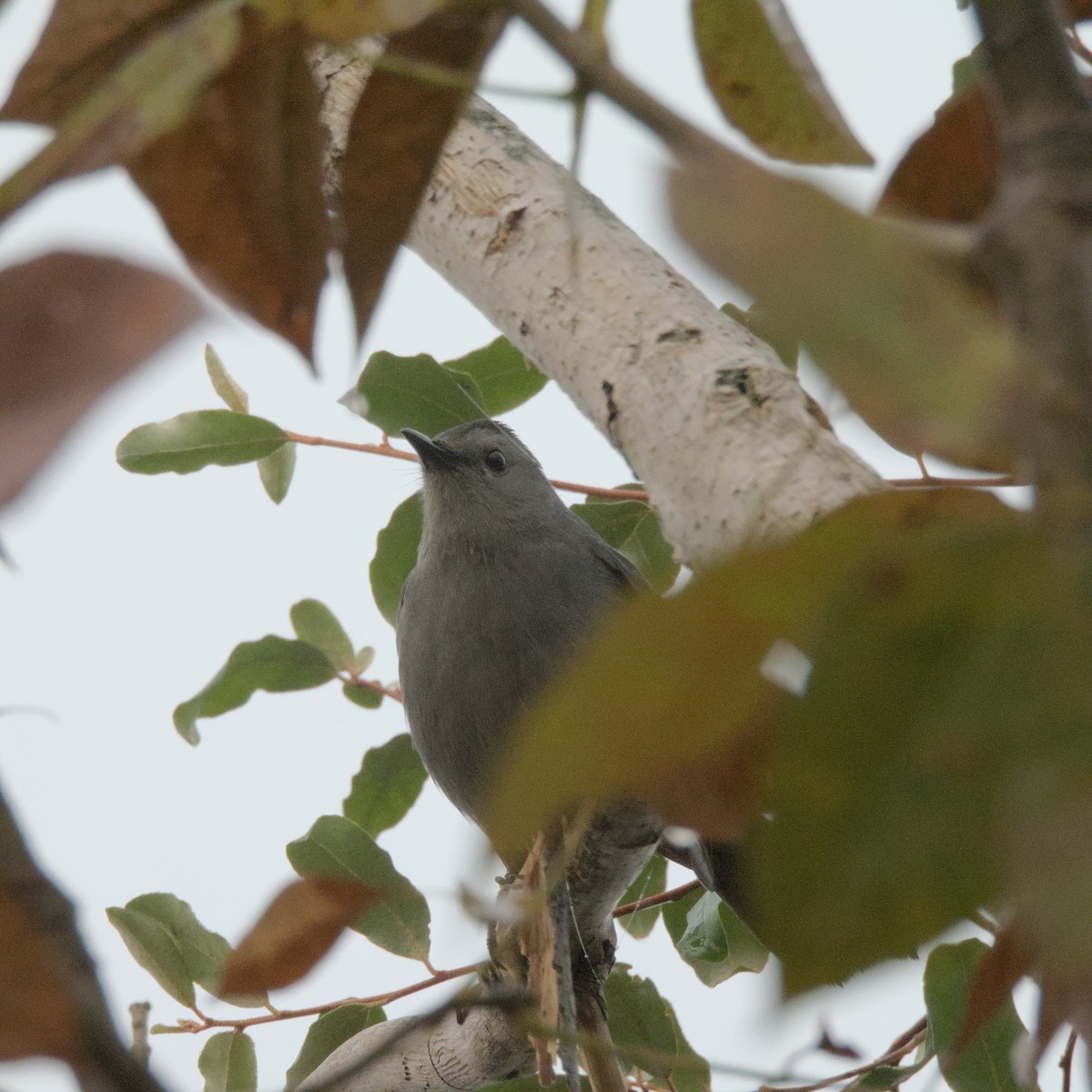 Pájaro Gato Gris - ML623989946