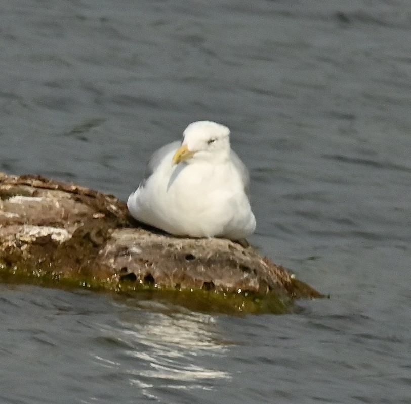 Herring Gull - ML623989947