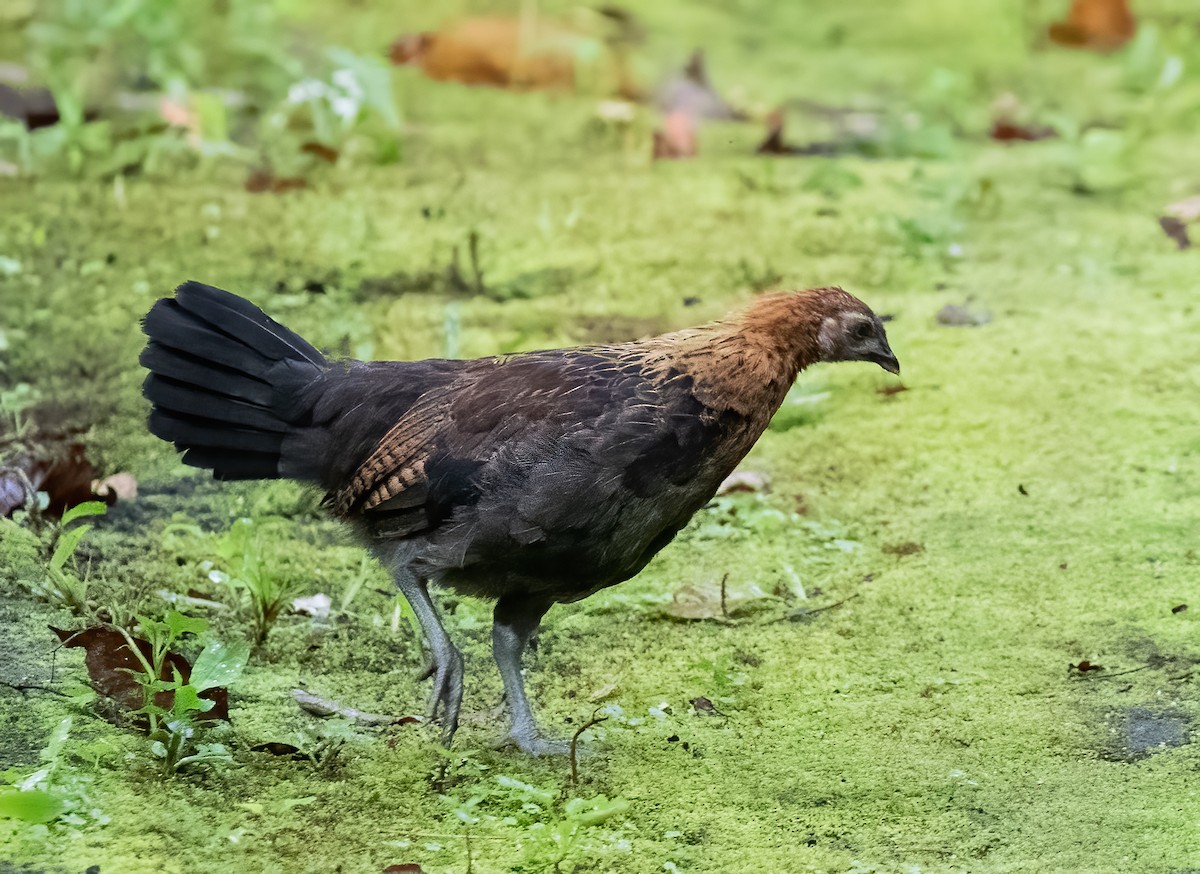 Red Junglefowl - ML623989979