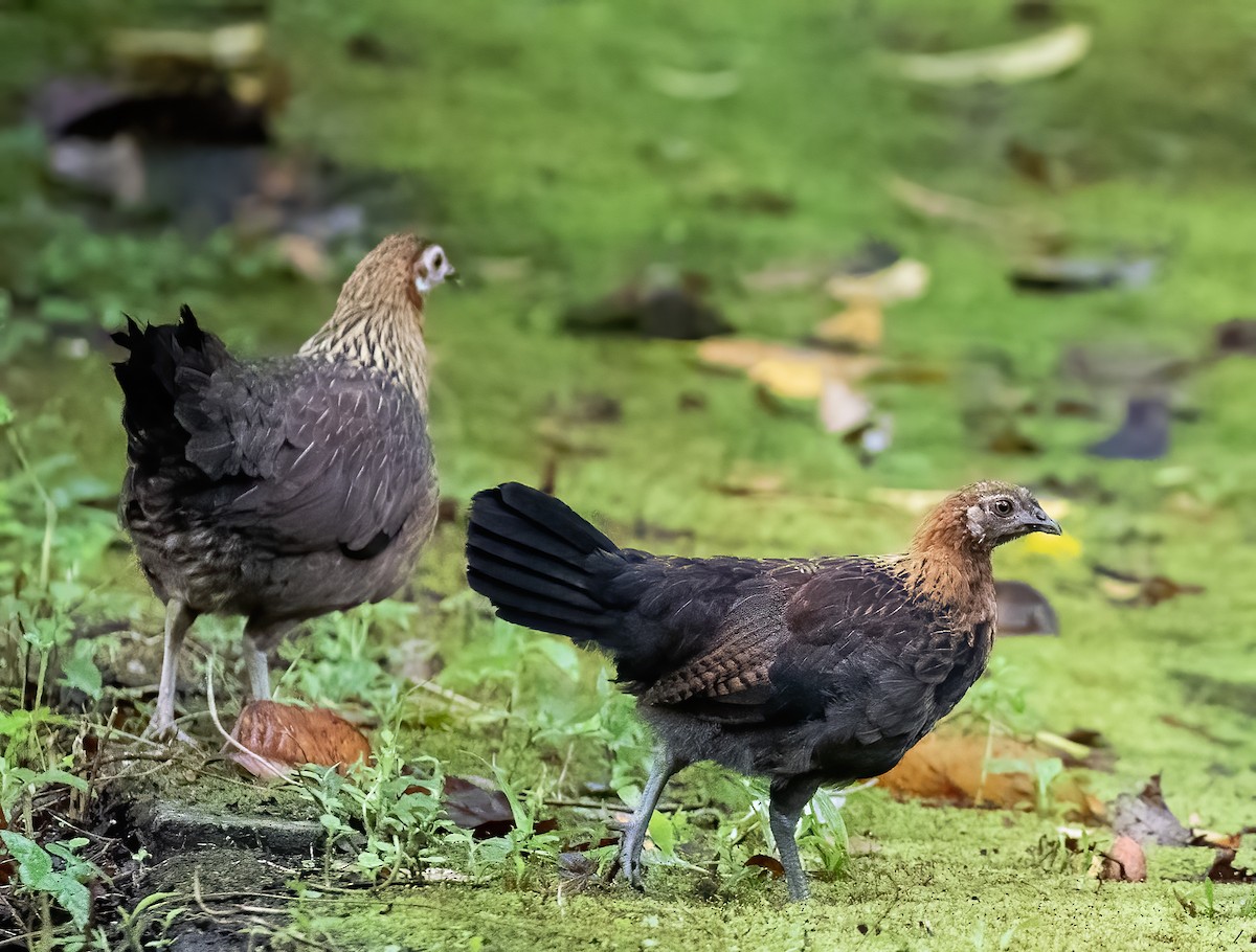 Red Junglefowl - ML623989980