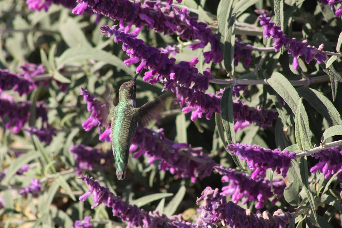 Anna's Hummingbird - ML623989982