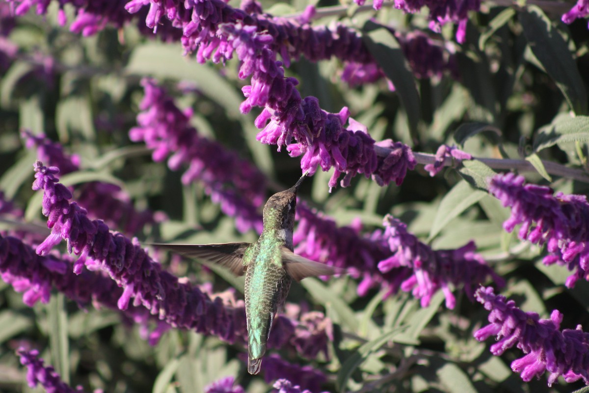 Anna's Hummingbird - ML623989983