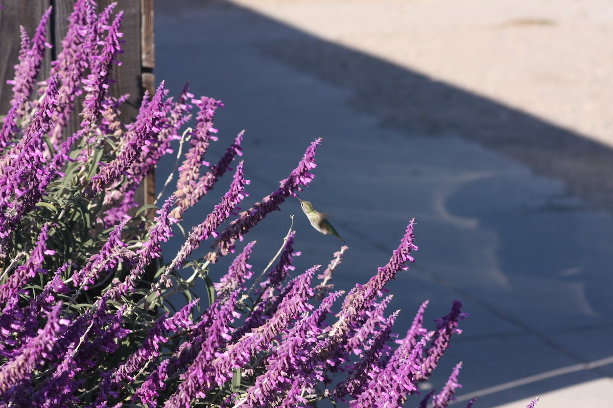 Anna's Hummingbird - ML623989984