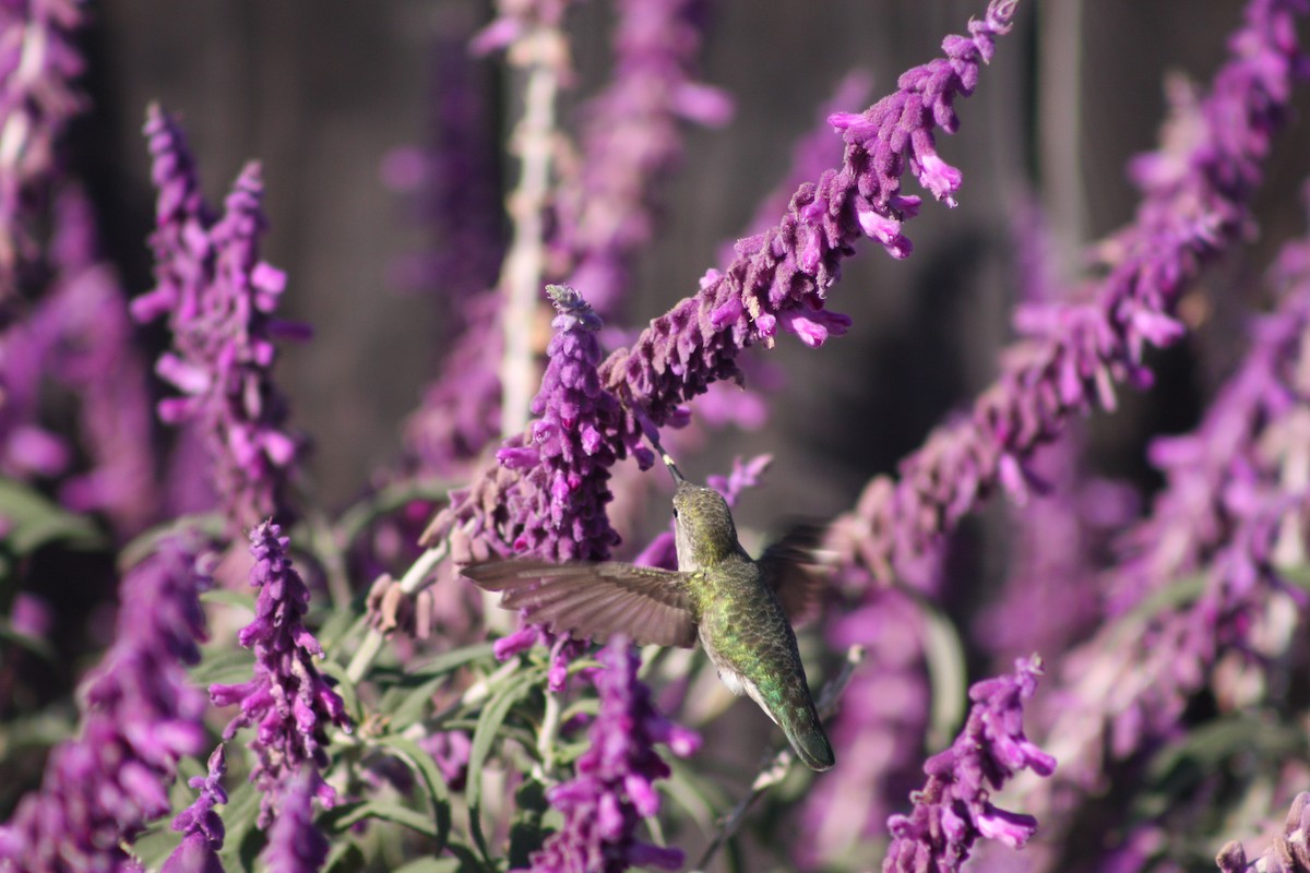 Anna's Hummingbird - ML623989985