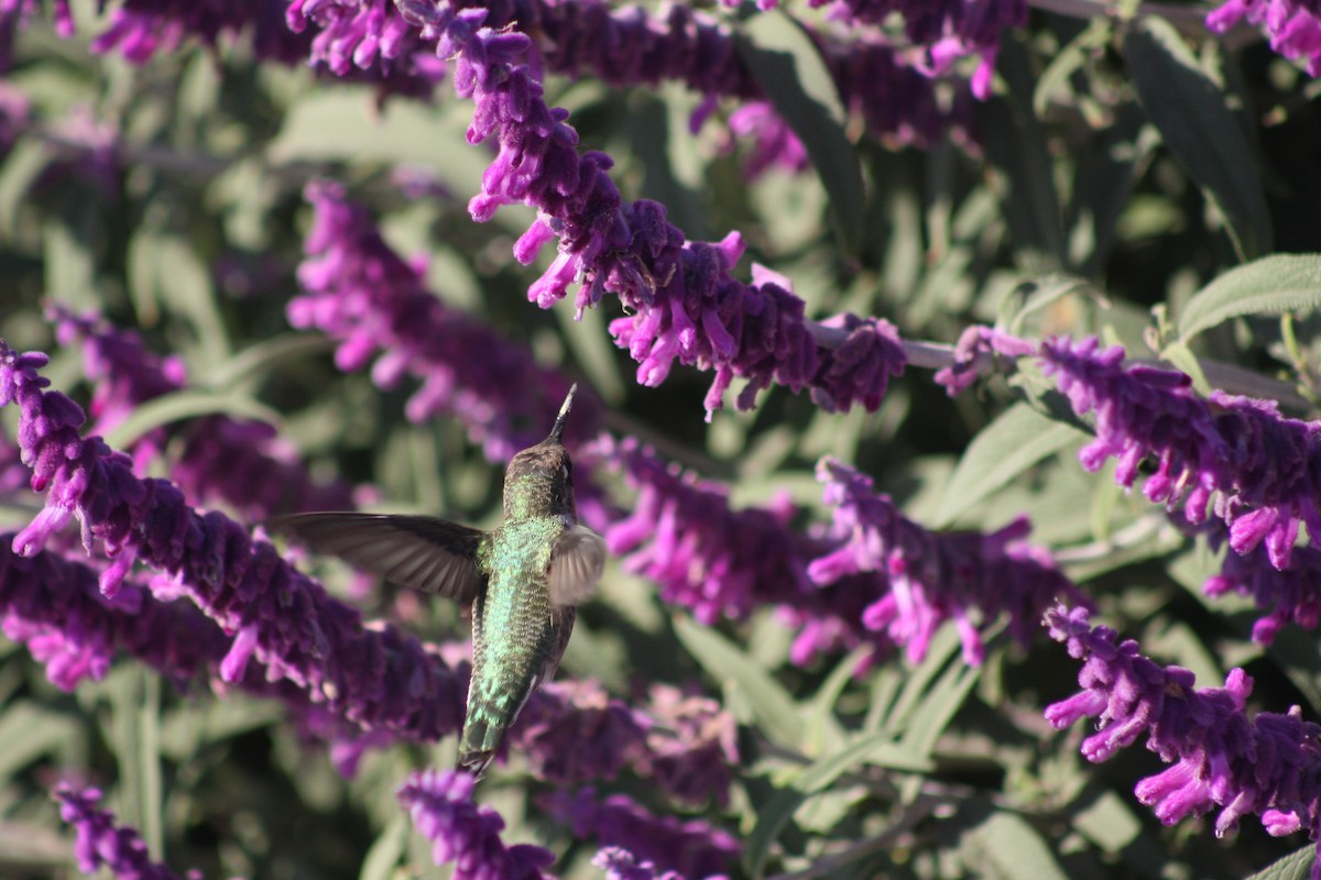 Anna's Hummingbird - ML623989986