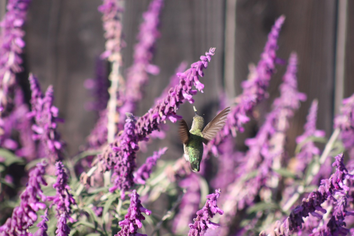 Anna's Hummingbird - ML623989987