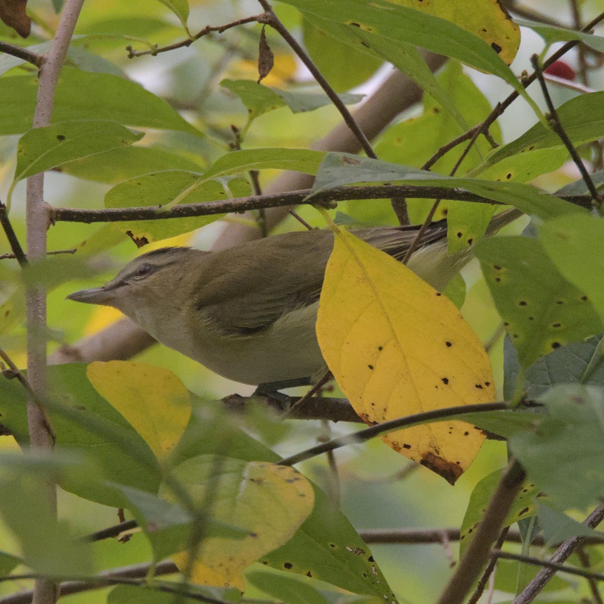 Red-eyed Vireo - Justin Merry