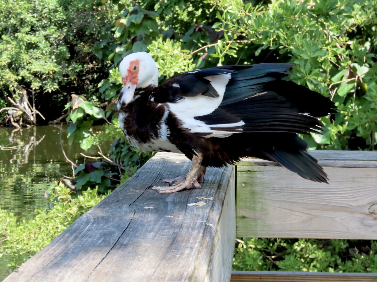 Muscovy Duck (Domestic type) - ML623990021