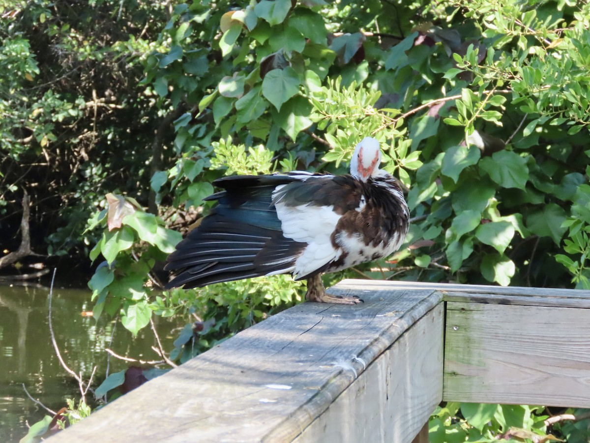 Muscovy Duck (Domestic type) - ML623990022