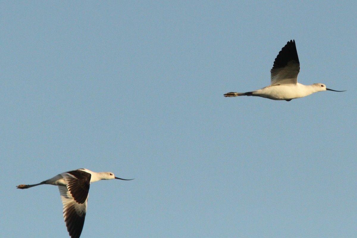 American Avocet - ML623990024