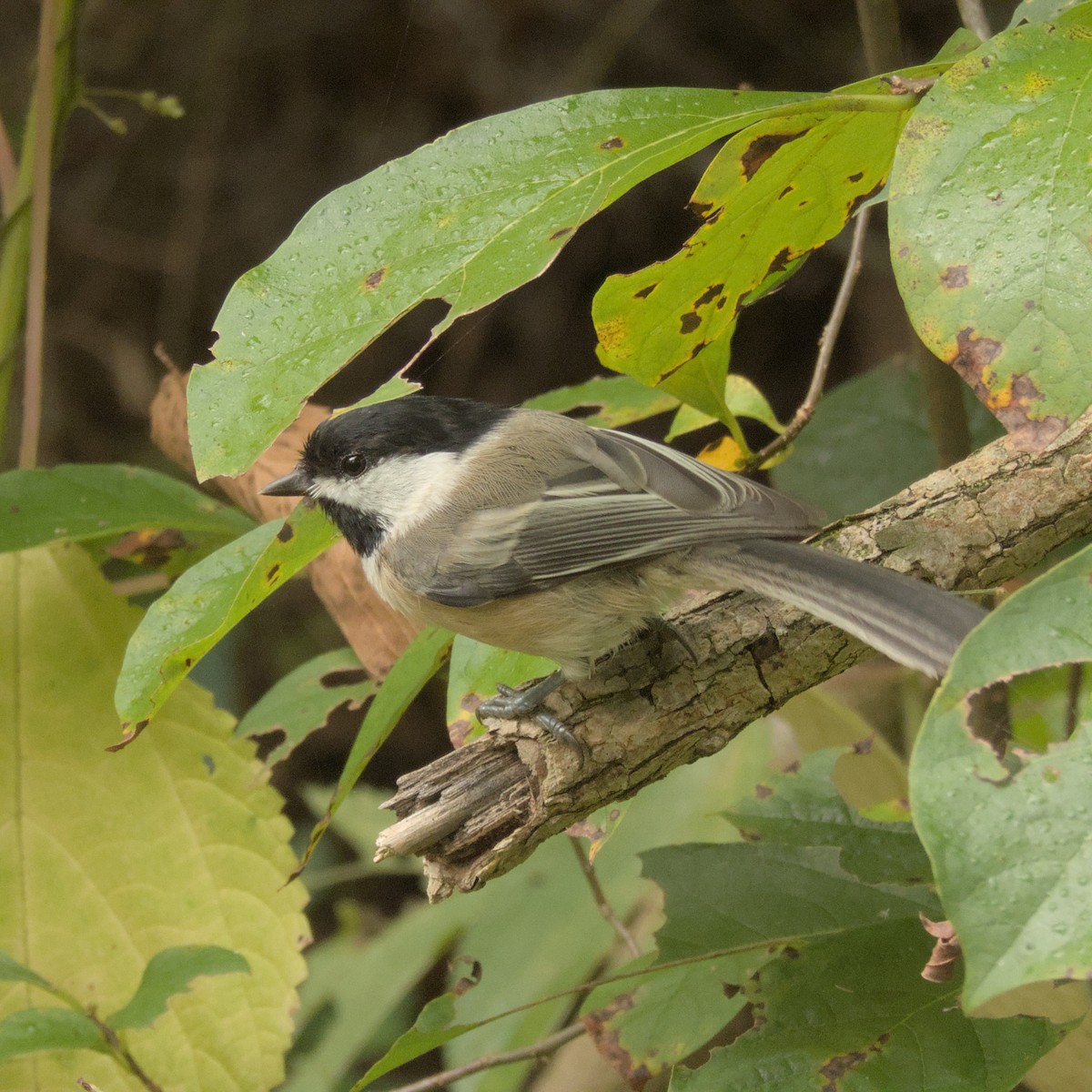 Black-capped Chickadee - Justin Merry