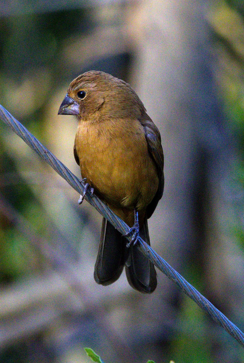 Ultramarine Grosbeak - ML623990054