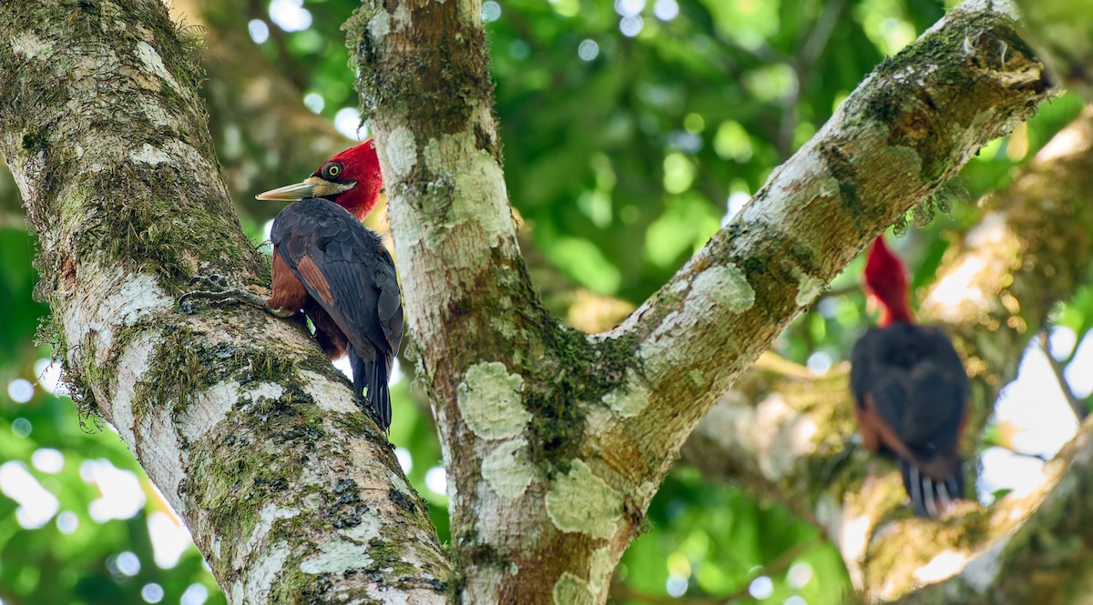 Red-necked Woodpecker - ML623990066