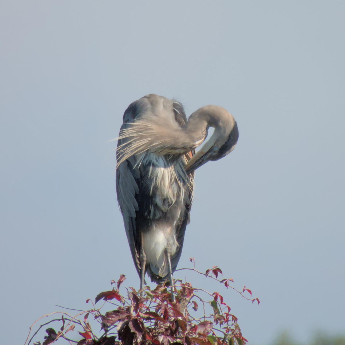 Garza Azulada - ML623990067