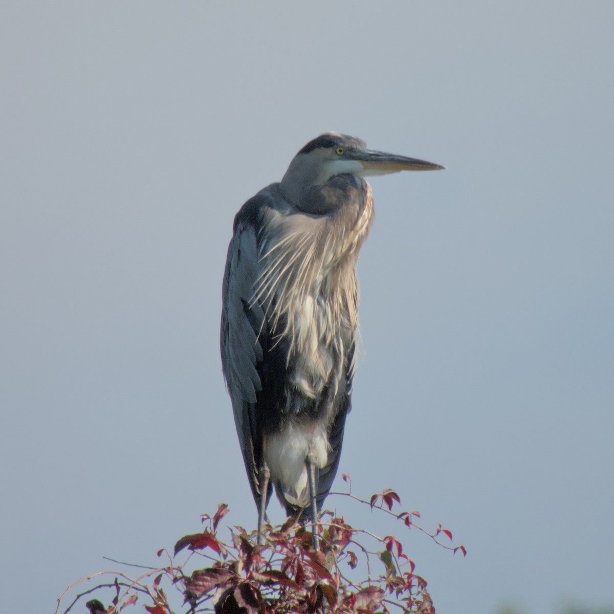 Garza Azulada - ML623990068