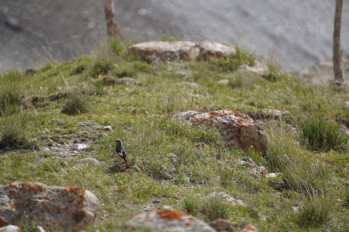 White-winged Redstart - ML623990089