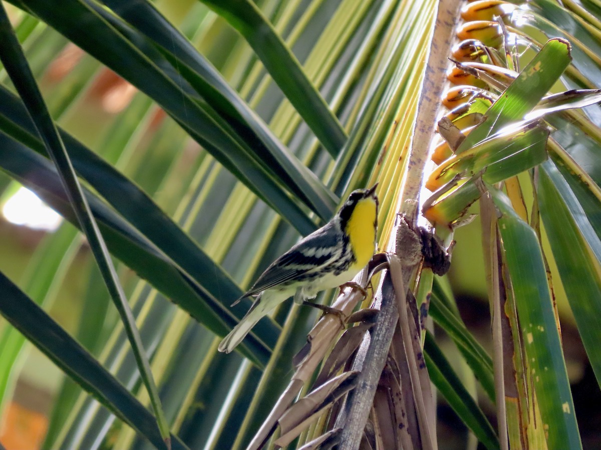 Yellow-throated Warbler - ML623990102