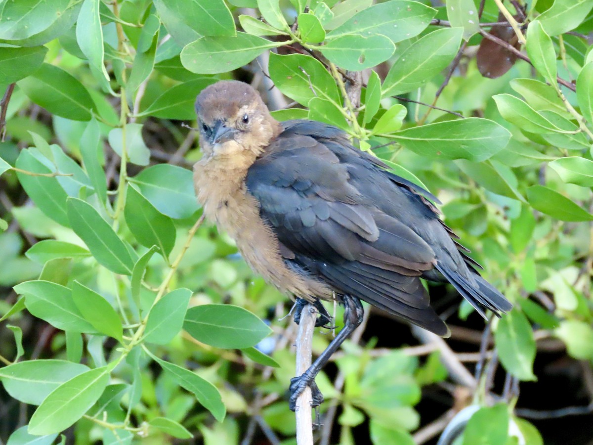 Boat-tailed Grackle - ML623990112