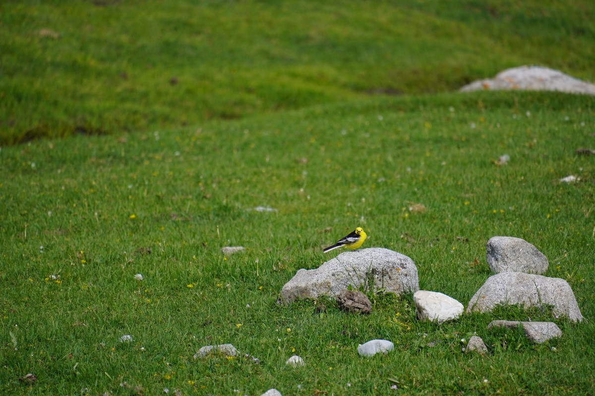 Citrine Wagtail - ML623990133