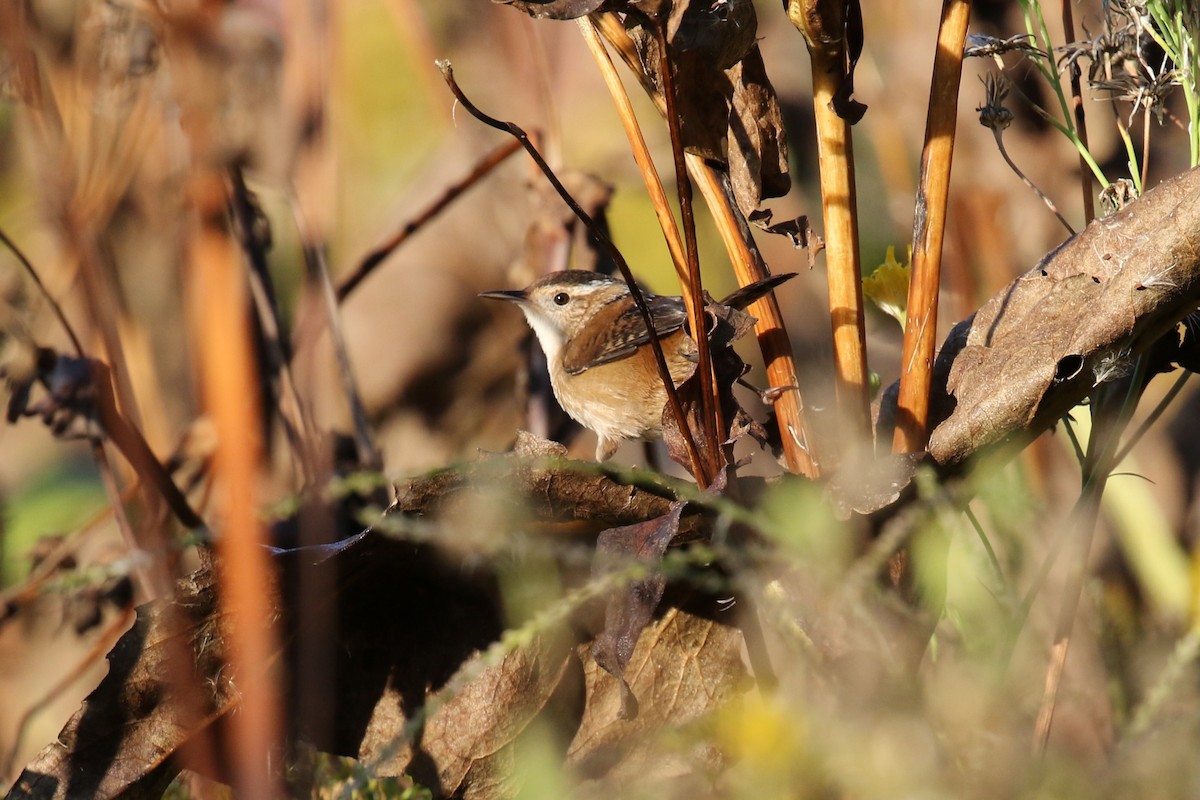 Marsh Wren - ML623990155